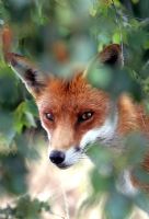 Fox looking through foliage