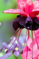 Fuchsia 'Blacky' with raindrops