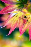 Acer palmatum - Japanese Maples