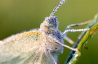 White Butterfly covered in dew