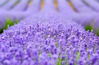 Field of Lavender
