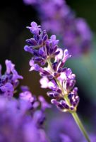 Lavandula - Lavender