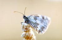 Marble white Butterfly