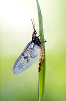 Mayfly on grass stem