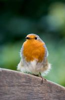 Robin on back of wooden bench