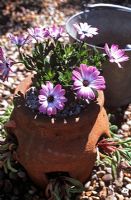 Planting strawberry pot with summer bedding seaside style, finishing off with Osteospermum 'Volta' - Cape Daisy with silver granite chips as mulch  
