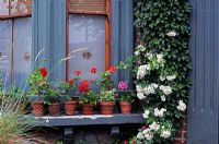 Window sill in front garden with Pelargoniums on pots and Rosa 'Helenae'  