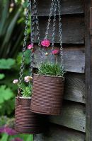 Hanging rusted tins with Armeria maritima 'Dusseldorf pride' and Armeria caespitosa 'Bevan's variety' on side of shed  