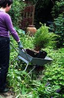 Woman pushing wheelbarrow with large fern - Dryopteris affinis cristata 'The king' in broken wooden container  