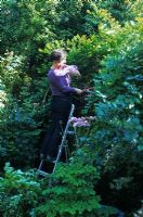 Woman pruning back overgrown boundary hedge of mixed shrubs, throwing branch over shoulder