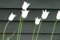 Tulipa 'White Triumphator' against painted wooden fence 
