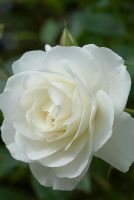 Rosa 'Iceberg', pure white scented flowers. Flowers freely from summer to autumn. June.