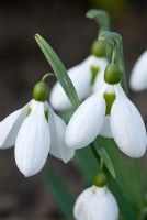 Galanthus 'Melanie Broughton', snowdrop Richard Ayres' Garden, Lode, Cambridgeshire March