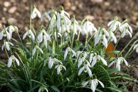 Galanthus 'Prior Park Hybrid', snowdrop Richard Ayres' Garden, Lode, Cambridgeshire March