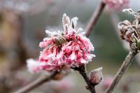 Viburnum bodnantense 'Dawn' with frost in March
