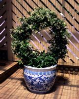 Trachleospermum topiary circle in decorative pot
