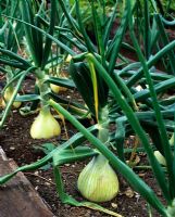 Allium cepa 'Kelsae' - Onion
