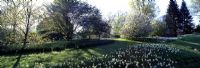 Bottom of orchard with Narcissus - Chanticleer Garden, Wayne, Pennsylvania, USA
