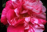 Rosa gallica 'Versicolor', syn. R, mundi