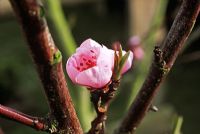 Peach blossom, Prunus persicus.