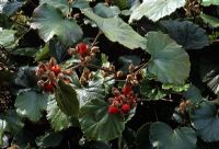Rubus iranaeus