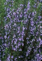Rosmarinus officinalis 'Sissinghurst Blue'