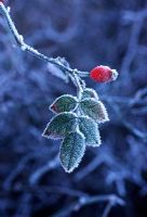 Rosa canina - Frosted rose hip