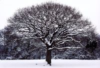 Quercus robur - Oak in Winter