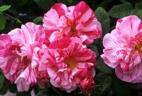 Rosa gallica 'Versicolor', syn mundi