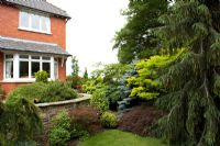 Suburban garden with Conifers and Acers at Cypress House in Dalton