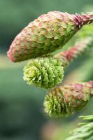 Picea abies acracona with new cones