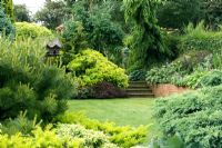 Suburban garden with lawn, steps and conifer borders at Cypress House in Dalton