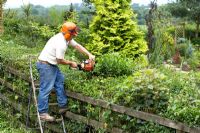 Man trimming native hedgerow 