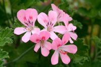 Pelargonium 'Sweet Mimosa' with scented leaves