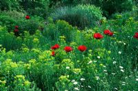 Papaver orientale 'Beauty of Livermere' with Euphorbia palustris