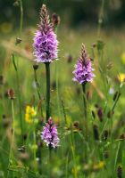 Dactylorhiza fuchsii - Common Spotted Orchids in a meadow in June