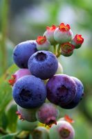 Vaccinium - Blueberry 'Ivanhoe' 