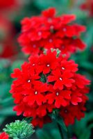 Verbena Superbena Bushy Crimson 'Usbena 5117' flowering in June
