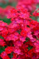 Verbena Babylon Red 'Oxena' flowering in June