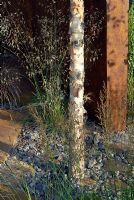 Betula and grasses planted with a coarse aggregate mulch and a structure of rusted steel in the 'New Eden' conceptual garden 