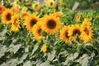 Helianthus annuus - Sunflowers

