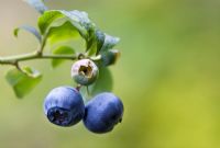 Vaccinium - blueberries, close-up of ripe and unripe fruits