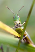 Close-up of a green grasshopper 