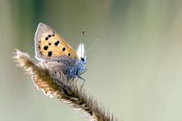 Small copper butterfly on a grass seedhead 