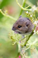Mouse sitting in a plant eating the seeds from the flowerhead 