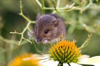 Mouse sitting on a echinacea plant eating the seeds from the flowerhead