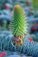 Abies procera, May 12th, Time lapse, Sequence 5. New female cone forming. 