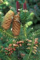 Abies koreana. Close up showing new and old female cones and male flowers.