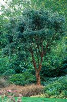 Acer griseum - Paperbark Maple. Portrait of tree in border at The Sir Harold Hillier Gardens, Hants.