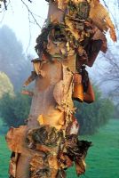 Betula nigra Cully syn Heritage. Portrait of trunk with peeling bark.